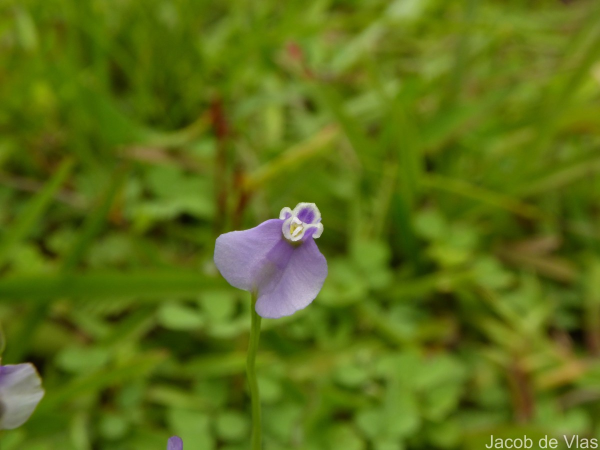 Burmannia pusilla (Miers) Thwaites
